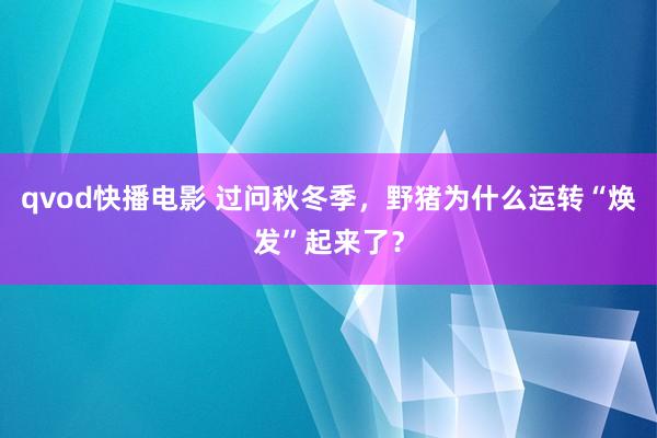 qvod快播电影 过问秋冬季，野猪为什么运转“焕发”起来了？